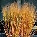 Panicum Virgatum Dacotah Switch Ornamental Grass - 100 Seeds