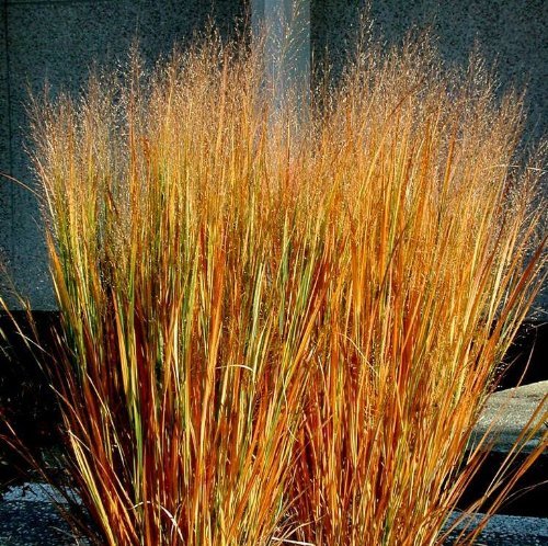 Panicum Virgatum Dacotah Switch Ornamental Grass - 100 Seeds Panicum Virgatum Dacotah Switch Ornamental Grass - 100 Seeds