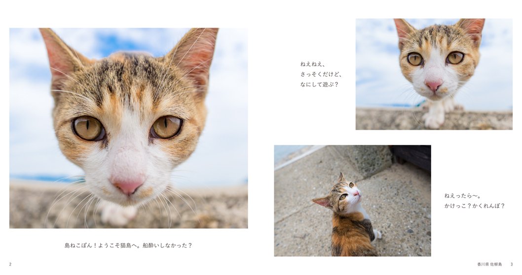 島ねこぽん Amazon Com Books