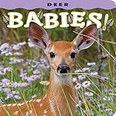 Deer Babies! (Babies! (Farcountry Press))
