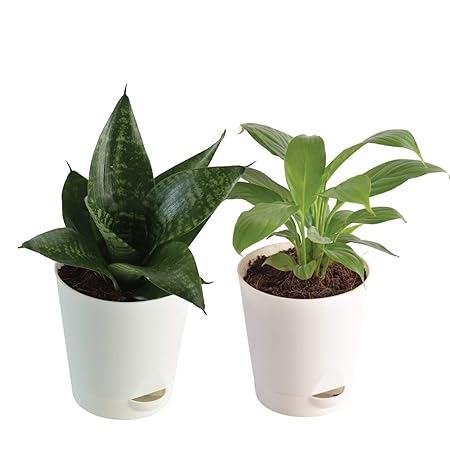 Ugaoo Air Purifier Indoor Plants For Home With Pot - Sanseveria Green & Peace Lily