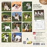 Image de Jack Russell Terrier Puppies 2016 Mini 7x7 (Multilingual Edition)