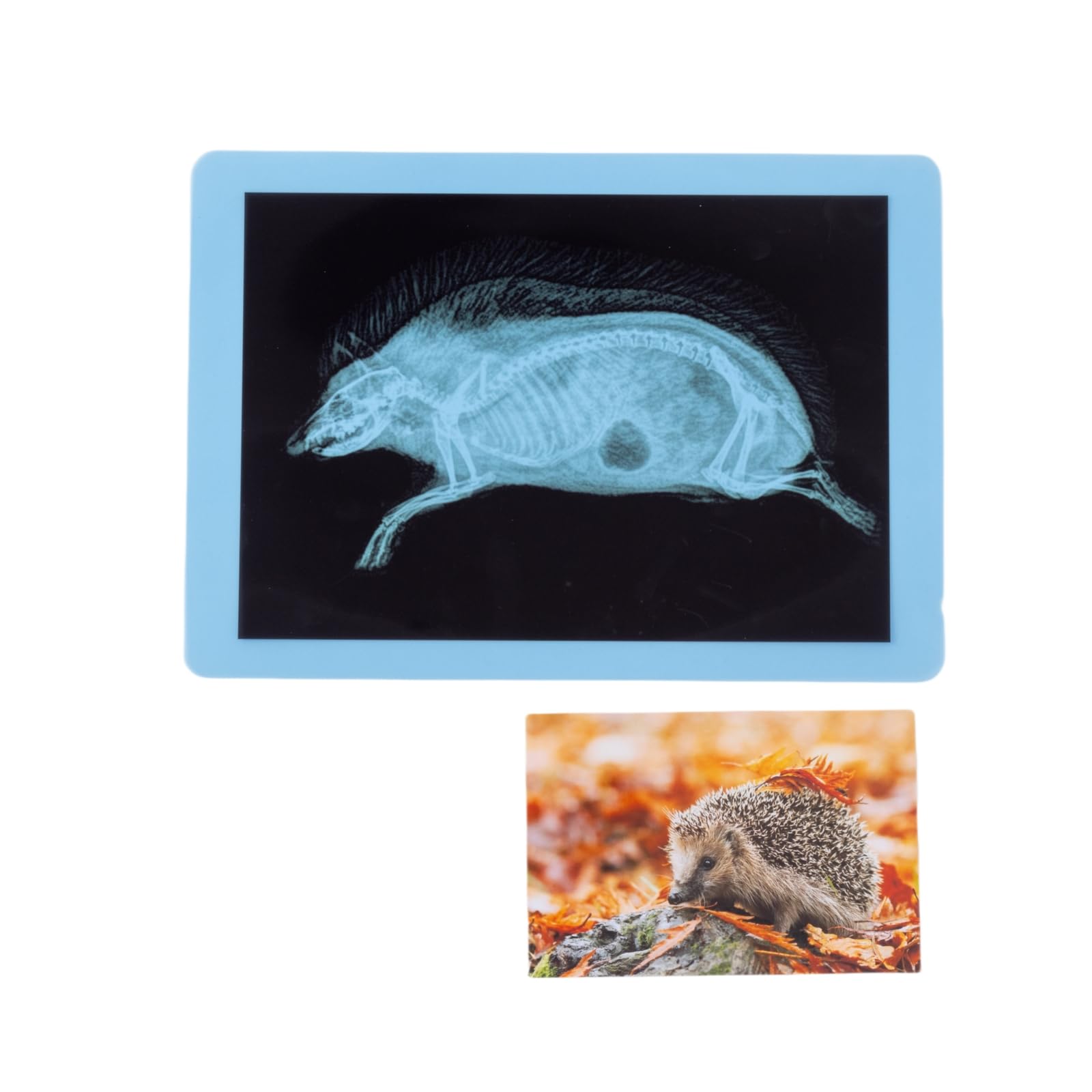 20 Pcs Animal Xrays and Picture Cards - Guess Who I Am ? - Educational Science Kit for Kids, Explore The Fascinating World of Animal Skeletons