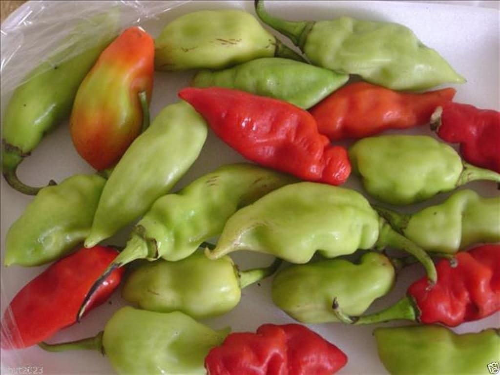 10 Seeds Trinidad Pimento Pepper Seeds A. K. A. Seasoning Pepper (C