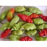 10 Seeds Trinidad Pimento Pepper Seeds A. K. A. Seasoning Pepper (C.chinense) Very Tasty!