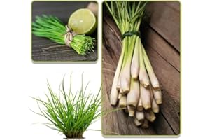 EKFRPAU 1000+ Lemongrass Seeds for Planting Non-GMO Heirloom Lemon Grass Herbs Seeds Easy to Grow