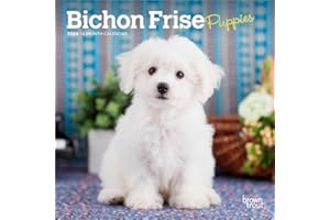 Bichon Frise Puppies | 2026 7 x 14 Inch (Hanging) Monthly Mini Wall Calendar | BrownTrout | Animals Dog Breeds Puppy