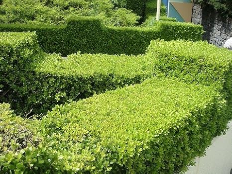 Amazon ボックスウッド 生垣用 根巻き苗 庭木 植木