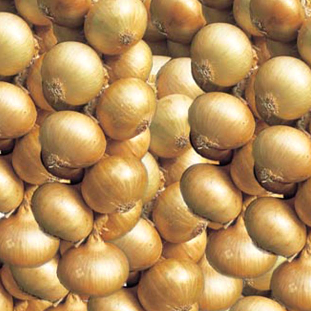 45 X Onions Sturon – Medium, Round Brown Globes – Sweet Yellow Flesh – Easy to Grow – Favourite for its Reliability – for Your Beautiful Kitchen Garden