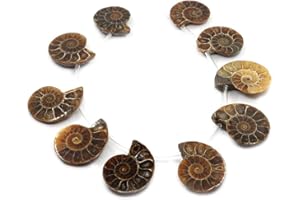Justinstones 10pcs Side Drilled Natural Ammonite Fossil Loose Gemstone Beads