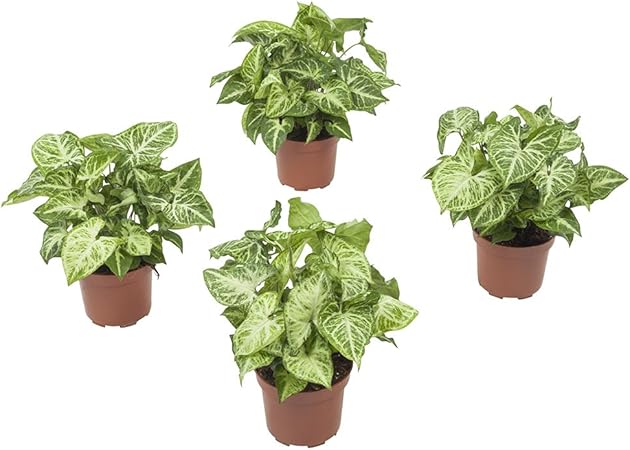 Syngonium Plante Verte Grimpante 4 Plantes Plante D Interieur Hauteur 25 Cm Pot 12 Cm Entretien Facile Amazon Fr Jardin Syngonium Plante Verte Grimpante 4 Plantes Plante D Interieur Hauteur 25 Cm Pot 12 Cm Entretien Facile Amazon Fr Jardin