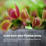 Grow Buddha Grow Your Own Venus Flytrap Kit – Carnivorous Plant Starter view 2