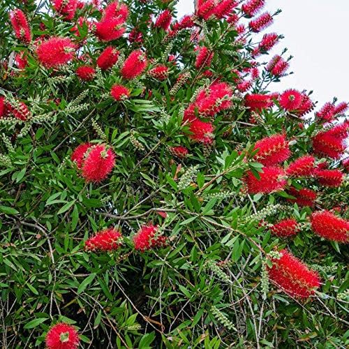 20 Seeds Bottle Brush CALLISTEMON VIMINALIS Tree Weeping RED Brush Fresh