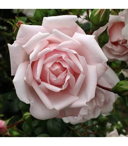 Amazon.com: Rosa 'New Dawn' (Climbing Rose) Rose, double