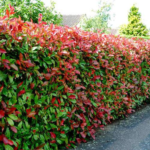 1 Pianta Di Photinia Nanain Vaso 16cm Sempreverde Amazonit