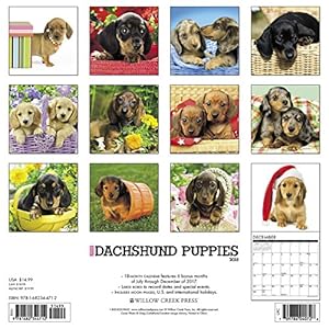 Just Dachshund Puppies 2018 Calendar
