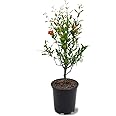Parfianka Pomegranate Tree, Fruit Bearing, Hardy, 1 gal Nursery Pot, 12-18 in Tree Height (Due to Agricultural Laws, we Cannot Ship to CA, AZ, AK, or HI)