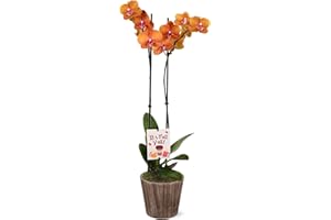 WILD INTERIORS Green Circle Growers 5" Salmon Orchid in Wilson Brown Planter, Live Plant – It’s Fall Y’All
