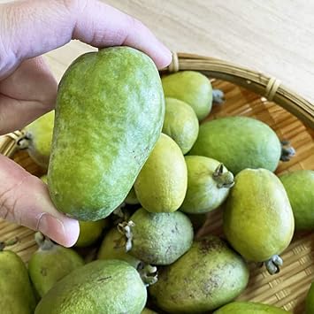 Amazon アポロ フェイジョア 1年生 接木苗 果物 Amazon アポロ フェイジョア 1年生 接木苗 果物