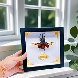 Cased Rhinoceros Beetle, Real Large Insect