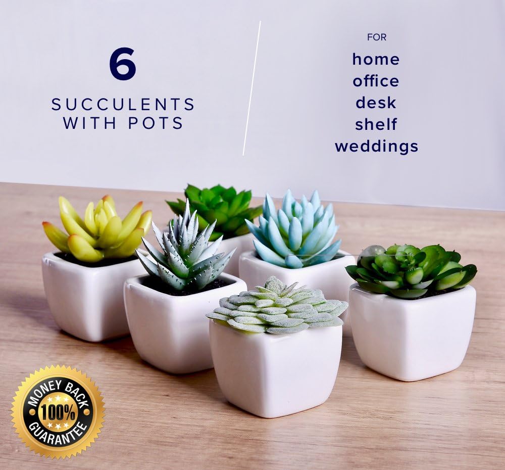 Best large decor plants for living room