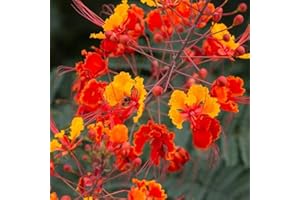 RED Bird of Paradise, Mexican | Dwarf Poinciana (C. pulcherrima) - 10 Seeds