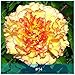 1PCS Herbaceous Peony Bulb Flowers Bulbs Potted Home Garden Balcony Plant Bulbous Not Seeds High Germination Rate Bonsai 14