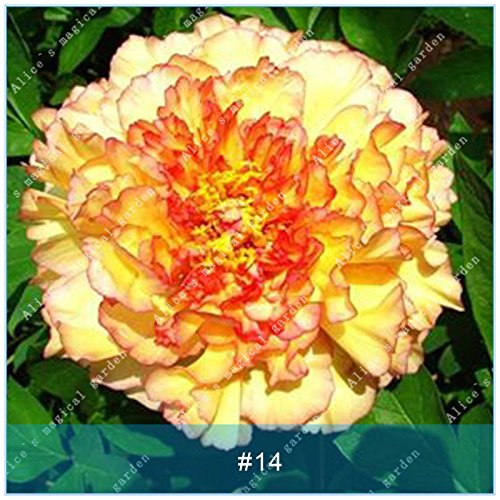 1PCS Herbaceous Peony Bulb Flowers Bulbs Potted Home Garden Balcony Plant Bulbous Not Seeds High Germination Rate Bonsai 14 1PCS Herbaceous Peony Bulb Flowers Bulbs Potted Home Garden Balcony Plant Bulbous Not Seeds High Germination Rate Bonsai 14