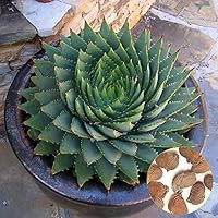 Fengzhicai 100Pcs Aloe Polyphylla Seed Garden Succulents Household Office Yard Horticulture