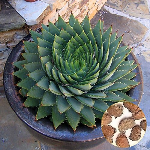 Rose Iris Tectorum Sunflower Cobaea Scandens Seed, 100Pcs Aloe Polyphylla Seed Garden Succulents Household Office Yard Horticulture
