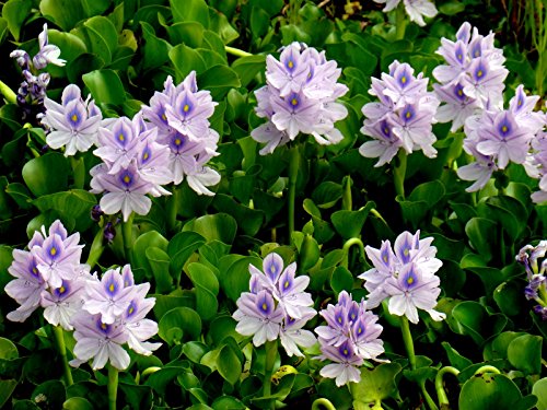 Water Hyacinth - Lot of 4 Live Floating Water Plants for your Pond, Water Garden, or Aquarium | Provides much needed shade and shelter for your pond and fish | Natural Biofilters
