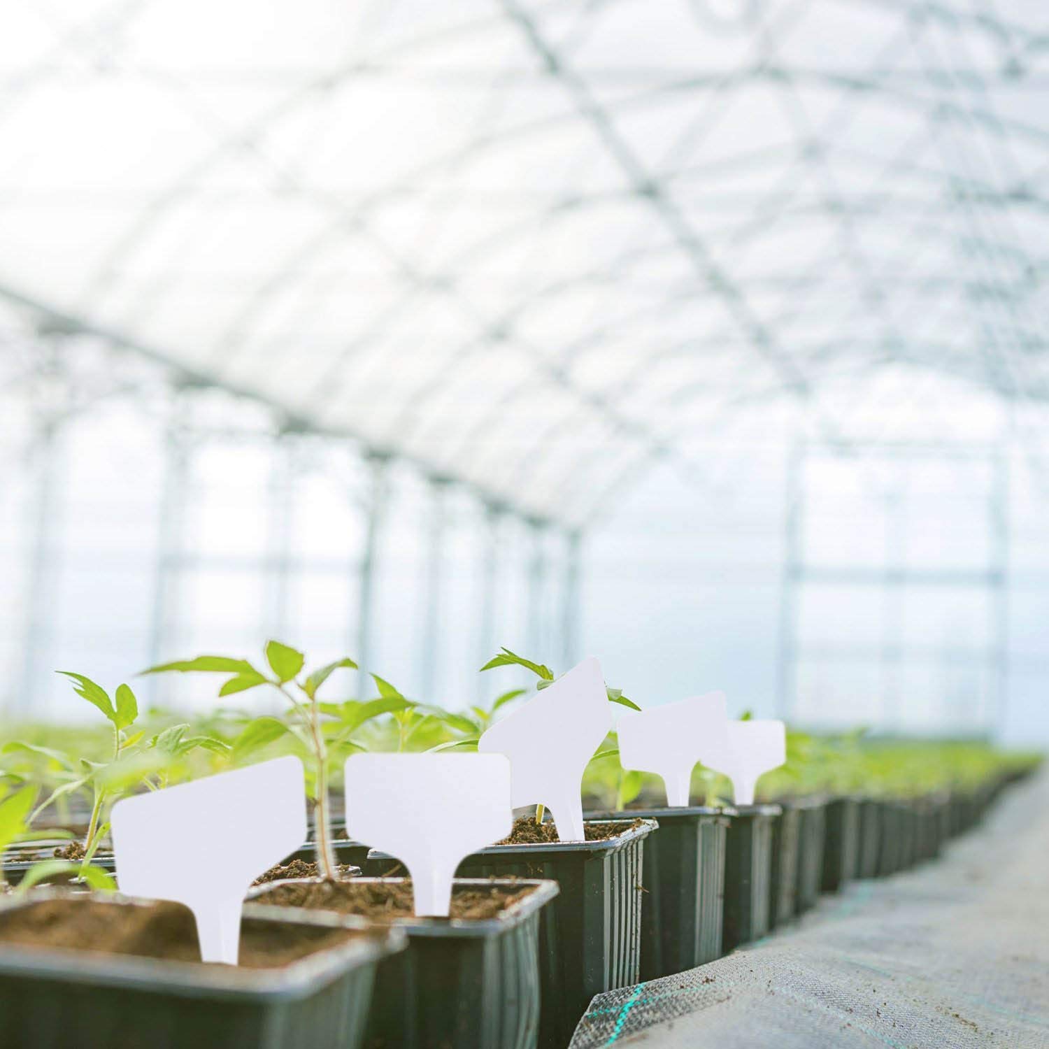 MaKas Etiquetas de Tipo T para Plantas Blancas de 200 Piezas ...