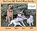 Soft Touch Collars Padded Leather Dog Collar, Large Brown, Real Genuine Leather, 24