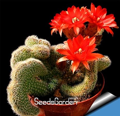 Amazon ニューシード個 ロット最高の珍しいサボテンの花の種 巨大な形状 耐熱性多肉植物多年生植物デフローレス Yfa0z1 花