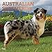 2019 Australian Shepherds Wall Calendar, Australian Shepherd by BrownTrout