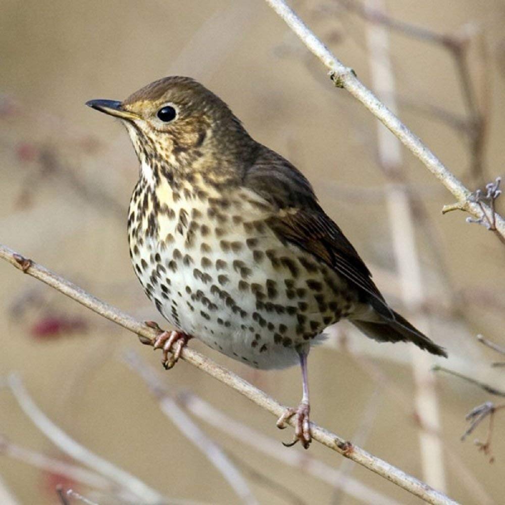 Song Thrush Bird Greeting Card with sound. A beautiful photograph combined with the elegant Thrush song to make a unique and fun greeting card and gift idea