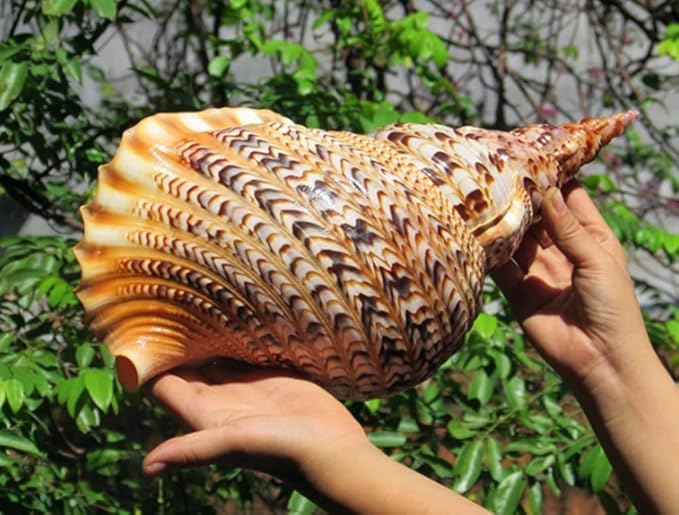 Amazon Co Jp Mengc 超大 大きい サザエ 貝殻 インテリア 雑貨 サザエ 特大 写真 小道具 撮影 小道具 鑑賞用 水槽 装飾 店 飾り 30cm ホビー