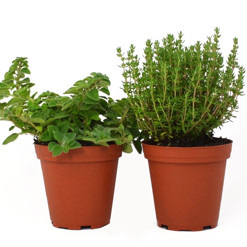 Live Oregano and Thyme Plant Set of 2 Hardy Herb Plants NonGMO USA
