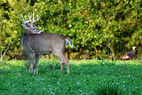 Whitetail Institute Imperial Clover Seed - Image 4