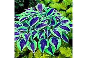 200pcs/bag Hosta Seeds Perennials Plantain Rare Lily Flower White Lace Home Pot Garden Ground Cover Plant Seed