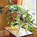 Achla Designs GBS-20 Multi-Use, Small Wrought Iron Metal Plant birdbath Bowl Stand Flowerpot Holder, 8
