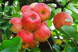 Pink Lady Apple Tree Organic Seeds, Pink Lady Apple Tree Seeds, Home Gardening, High Germination, for Garden and Potting, Non