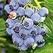Blueray Blueberry Plant - 20 Pounds of Berries per Bush - 4" Pot