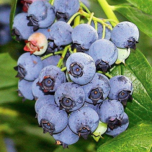 Blueray Blueberry Plant - 20 Pounds of Berries per Bush - 4 Blueray Blueberry Plant - 20 Pounds of Berries per Bush - 4