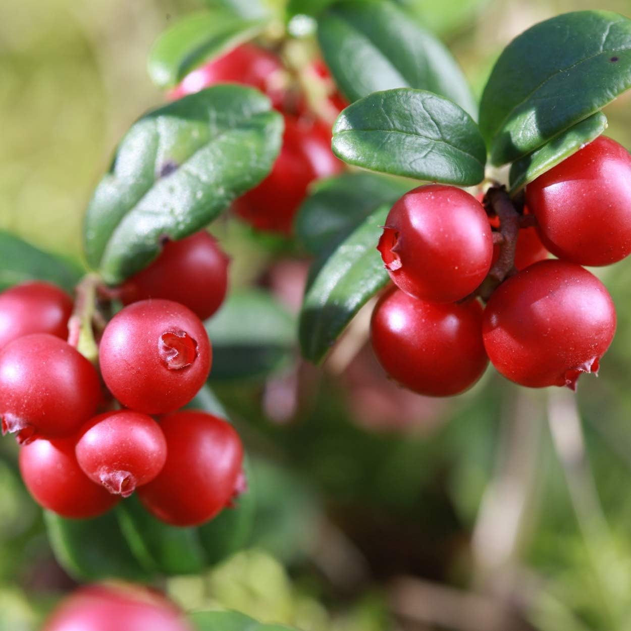 Nature's Answer UT Answer Cranberry Flavor, 4-Fluid Ounces : Cranberry Herbal Supplements : Grocery & Gourmet Food