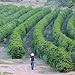 2lb Green Unroasted Coffee Brazil Acaia - From our family farm