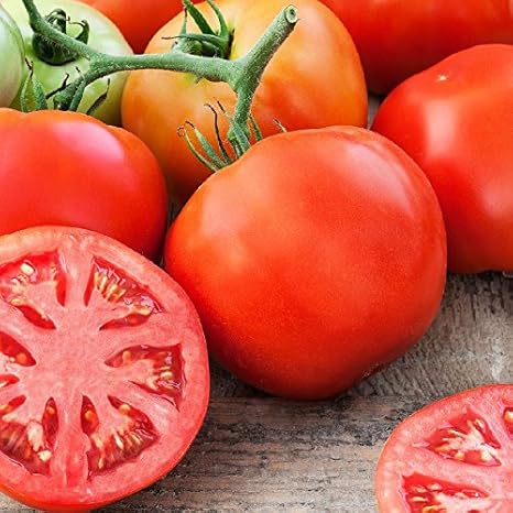 Download Homestead 24 Tomato Background