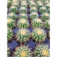 Echinocactus grusonii Golden Barrel Cactus 3.5