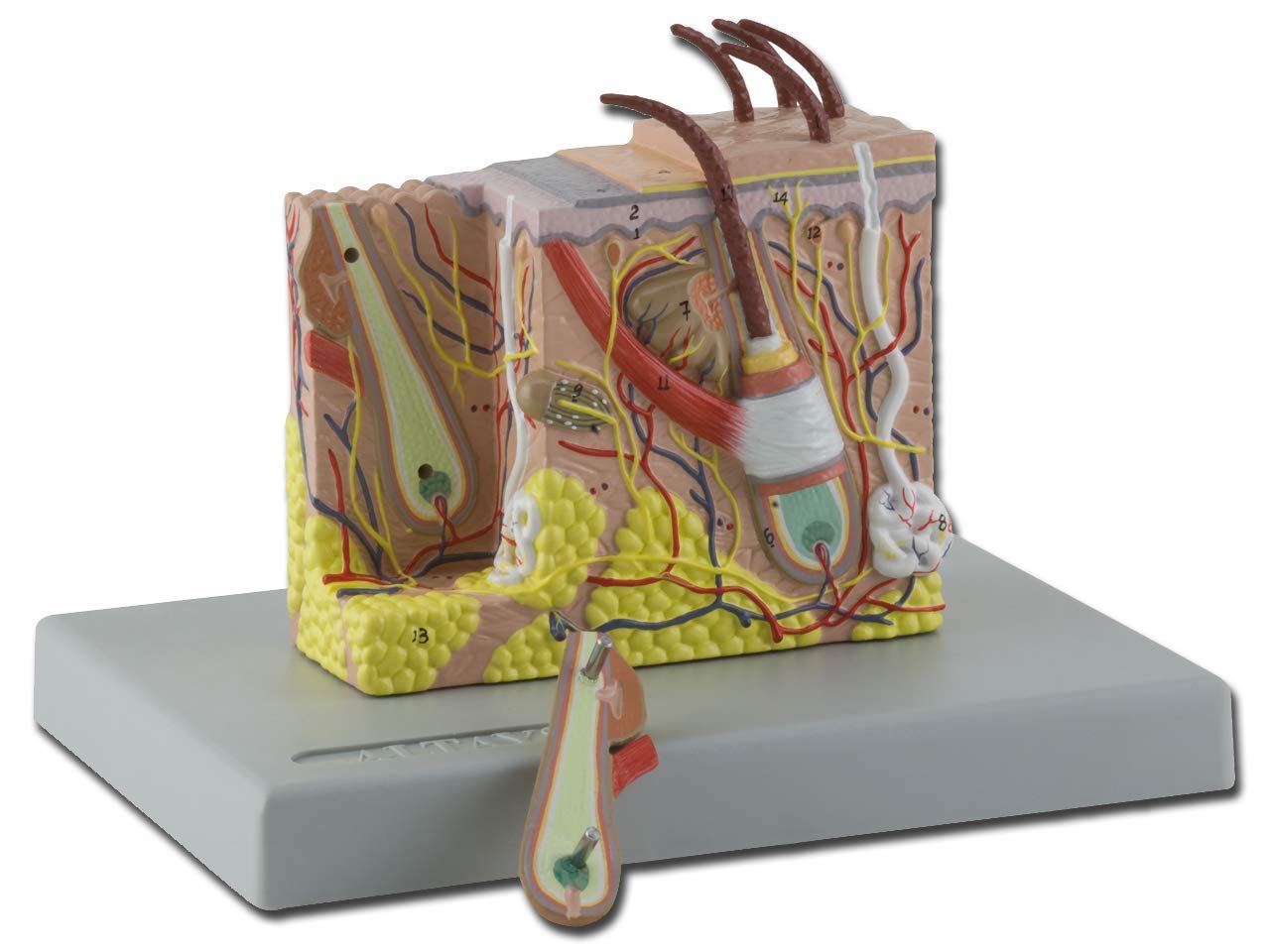 Gima - Anatomical Model of Human Skin, Sectioned, Highly Detailed, Tridimensional, Modular in 2 Parts, Magnification 30X