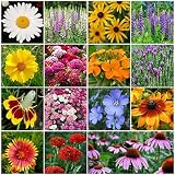 David's Garden Seeds Wildflower All Perennial Seed Mix SL1127 (Multi) 500 Non-GMO, Open Pollinated Seeds
